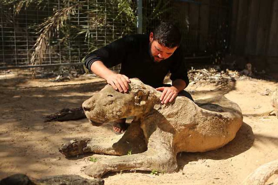 İsrail Zulmü Hayvanları Katletti