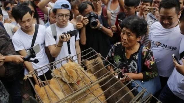 Medeniyetten yoksun Çin'de köpek eti festivali tepkilere rağmen başladı
