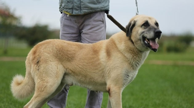 Kangallar için koruma merkezi: Yılda 400 safkan kangal yetiştirilecek