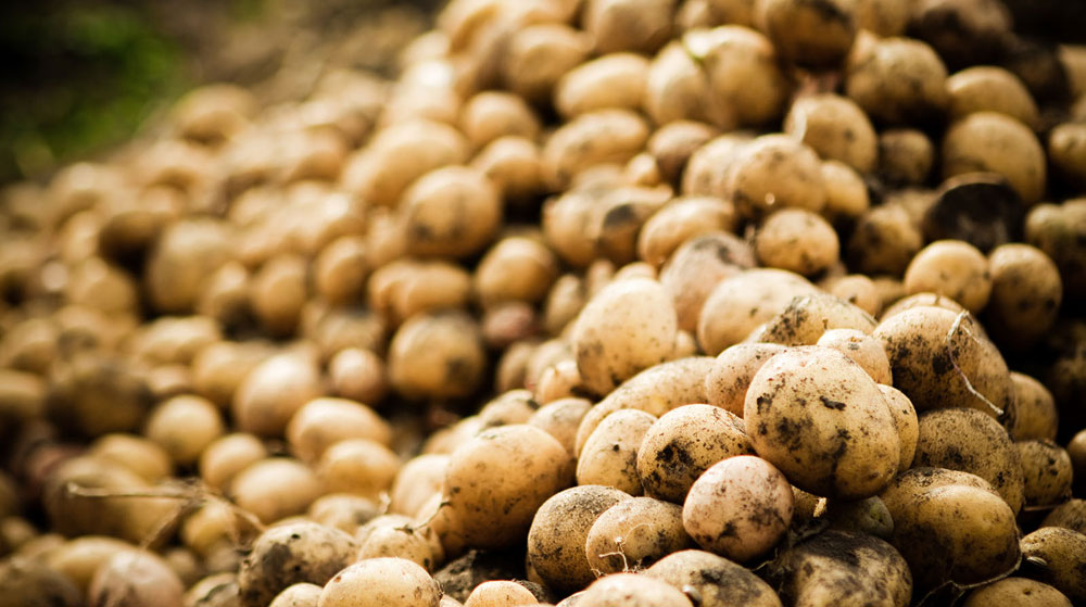Elde Kalan Tonlarca Patates Soğan Çürümeye Başladı!