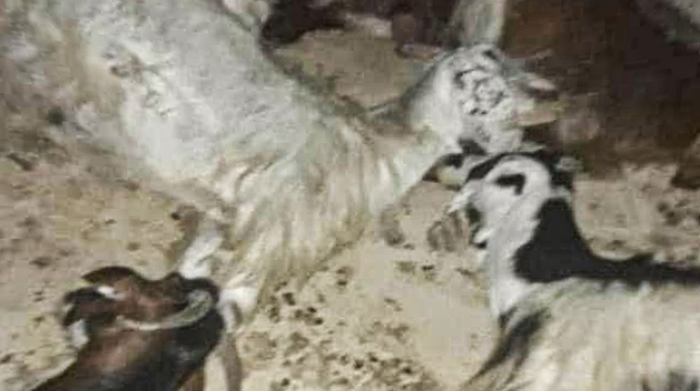 Filistin'de Müslümanlara Bayram Öncesi Saldırı! Kurbanlıklarını Telef Ettiler