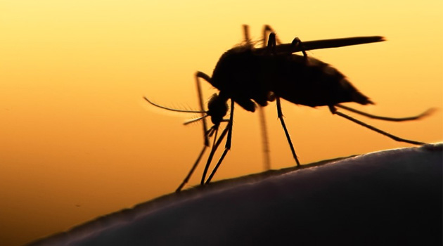 Yemen'de selden sonra başlayan Chikungunya Ateşi'nden 50 kişi öldü