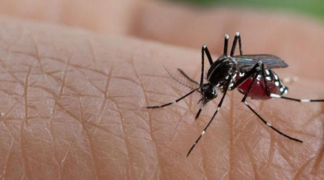 Malezya'da bu yıl dang hummasından 162 kişi öldü