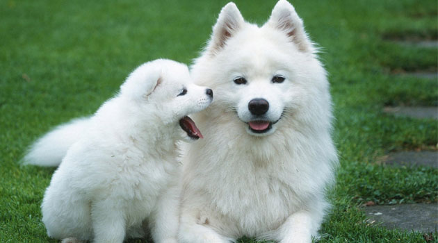 Bilim insanlarına göre köpekler, dünyanın manyetik alanını kullanarak yön bulabiliyor