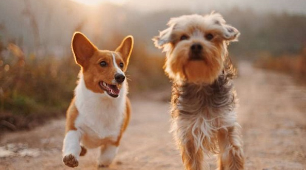 'Köpekler, Dünya'nın manyetik alanını kullanarak yön bulabiliyor'
