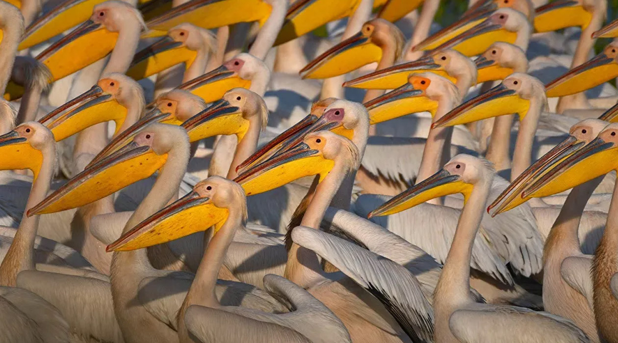 Afrika'dan Avrupa'ya göç eden ak pelikanlar Manyas Kuş Cenneti'nde görüntülendi