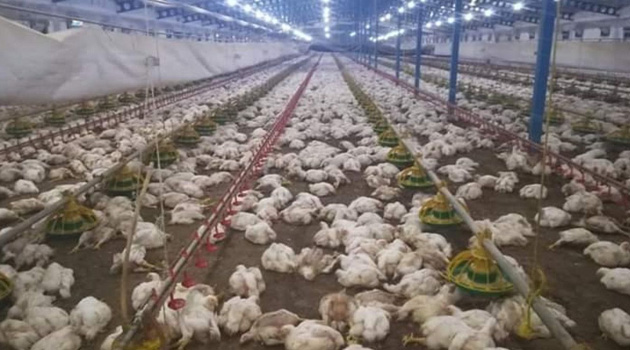 Sakarya'da kuş gribi şüphesiyle 700 bin tavuk itlaf edildi