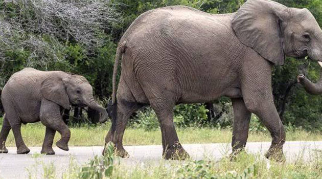 Zimbabve’de kuraklık: 200 fil öldü