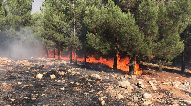 Şanlıurfa'da orman yangını