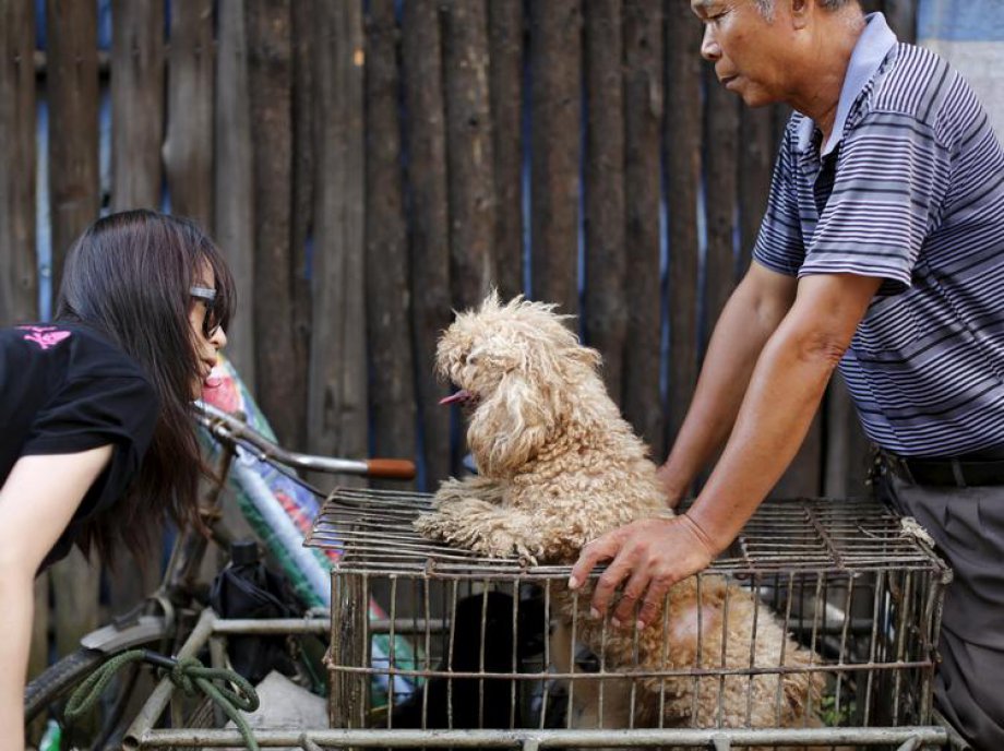 Çin'de Hayvan Katliamı: 40 bin köpek kesildi