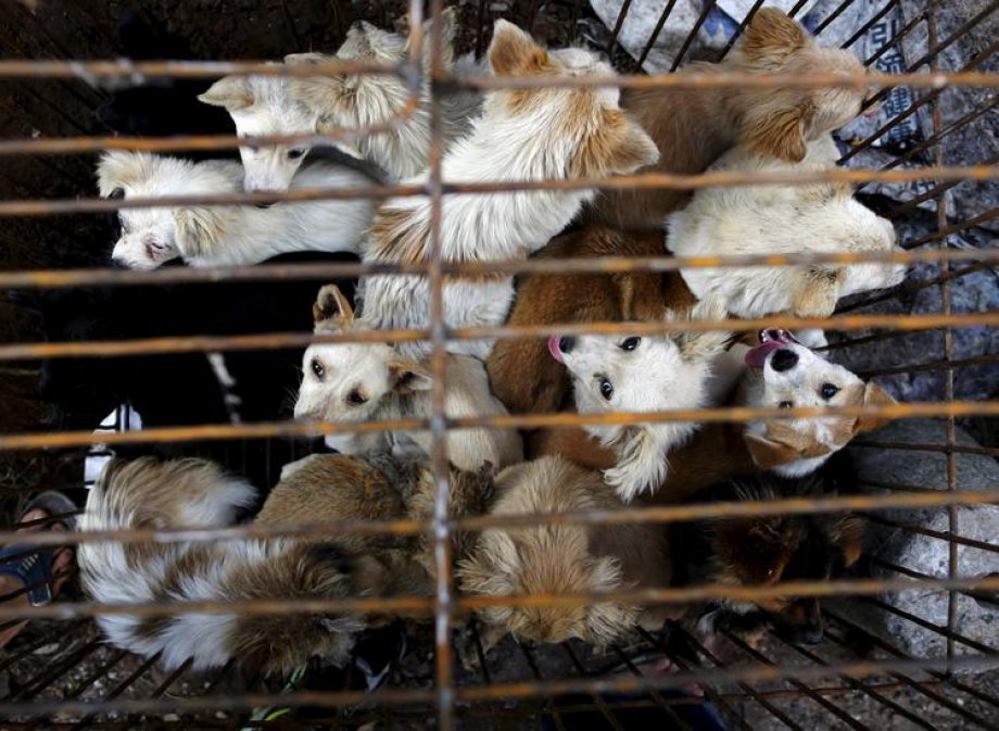 Çin'de Hayvan Katliamı: 40 bin köpek kesildi