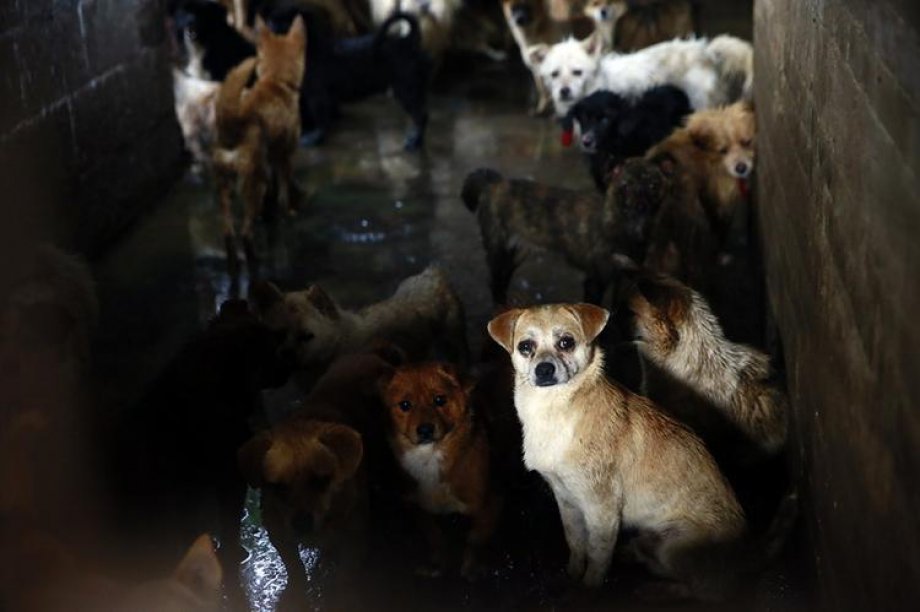 Çin'de Hayvan Katliamı: 40 bin köpek kesildi