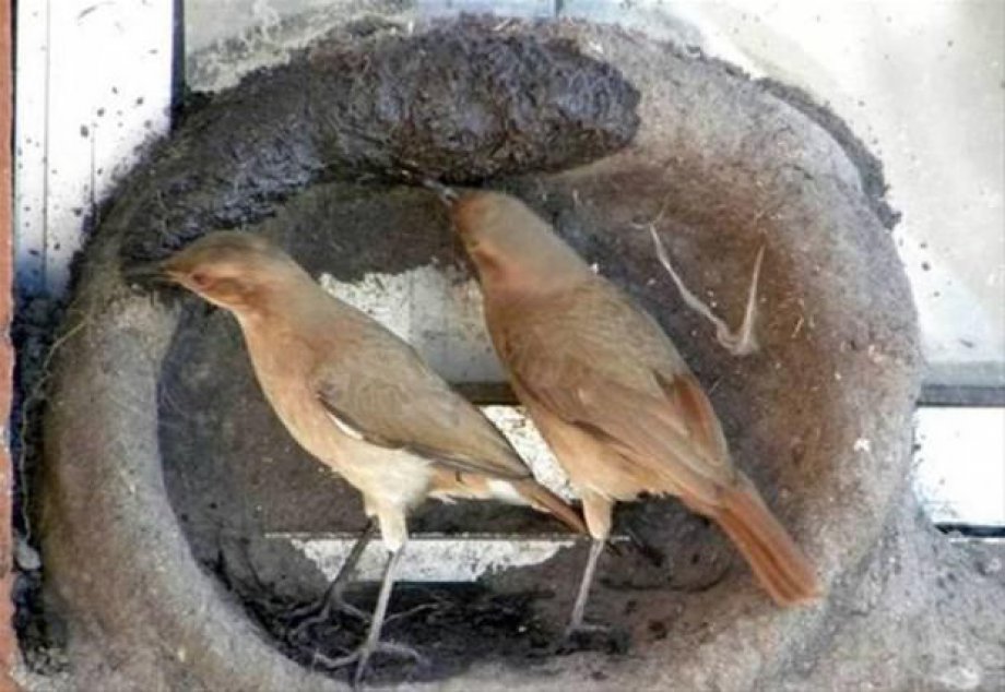 Bakın kuşlar nasıl yuva yapıyor