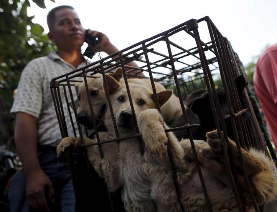 Çin'de Hayvan Katliamı: 40 bin köpek kesildi
