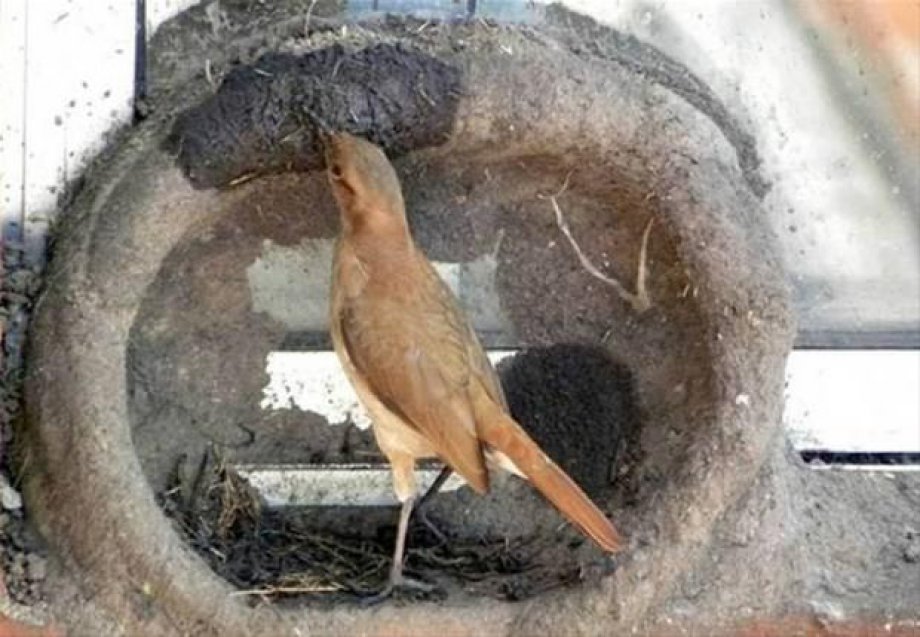 Bakın kuşlar nasıl yuva yapıyor