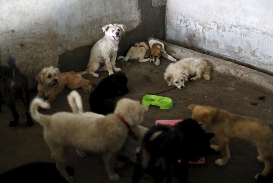 Çin'de Hayvan Katliamı: 40 bin köpek kesildi