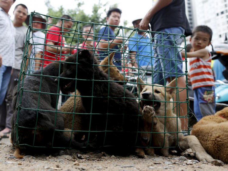 Çin'de Hayvan Katliamı: 40 bin köpek kesildi