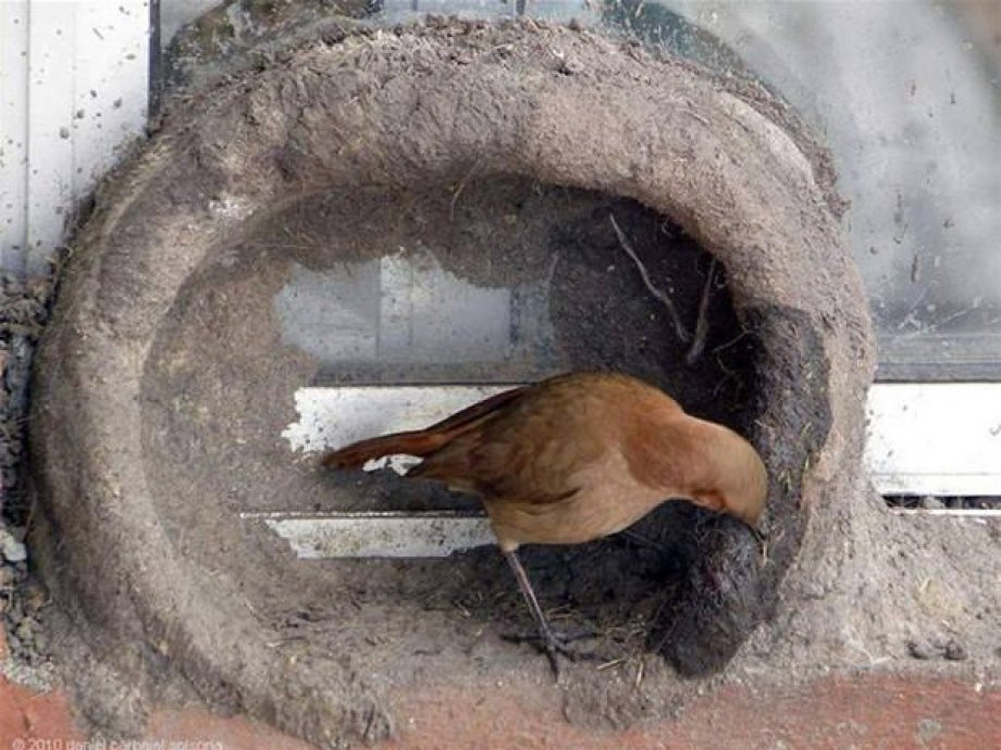 Bakın kuşlar nasıl yuva yapıyor