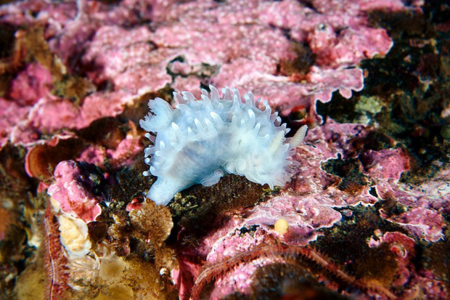 Subhanallah! dedirtecek sualtı çekimleri