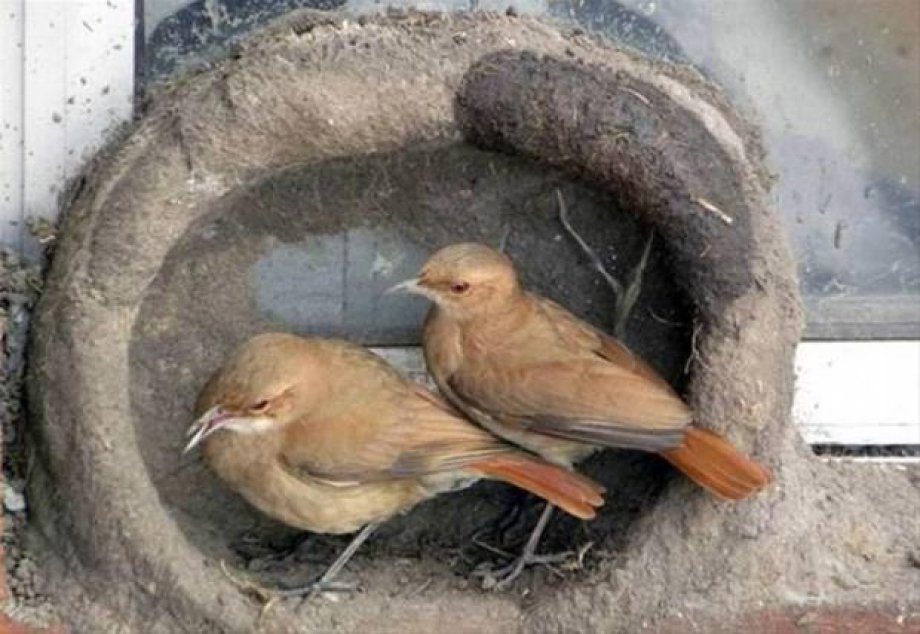 Bakın kuşlar nasıl yuva yapıyor