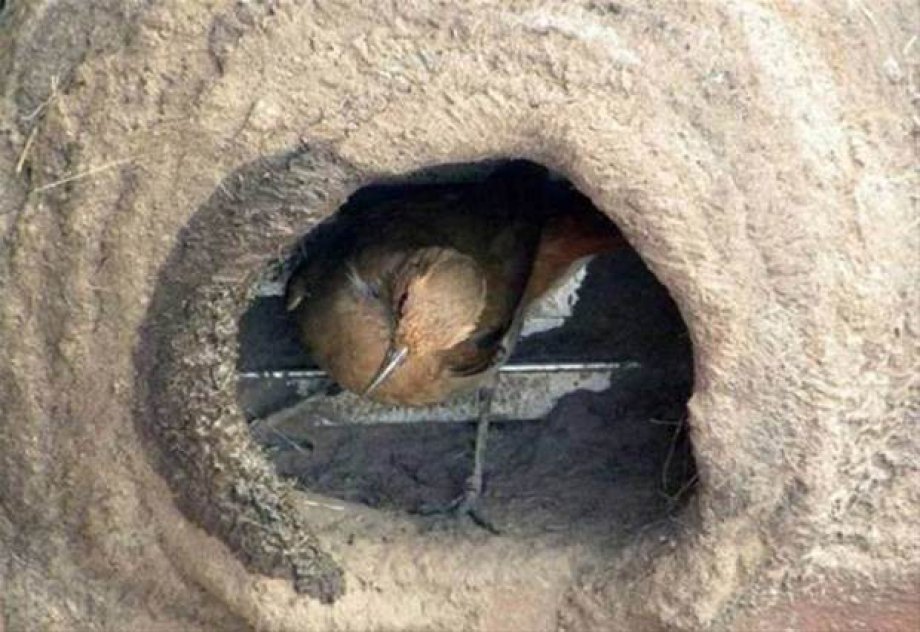 Bakın kuşlar nasıl yuva yapıyor