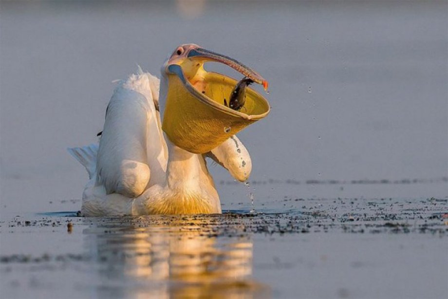 2017 yılının en iyi kuş fotoğrafları