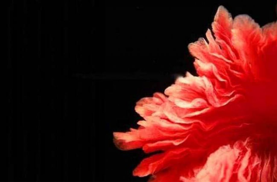 12 Yıl Boyunca Anne Karnındaki Süreci İnceleyen Sanatçıdan Tefekkürlük Fotoğraflar
