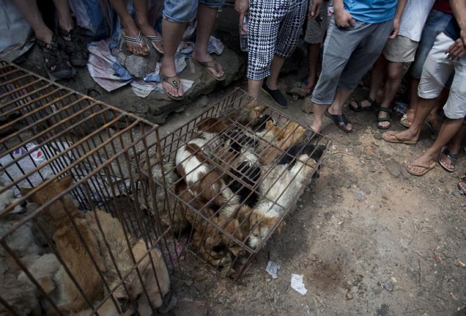 Çin'de Hayvan Katliamı: 40 bin köpek kesildi