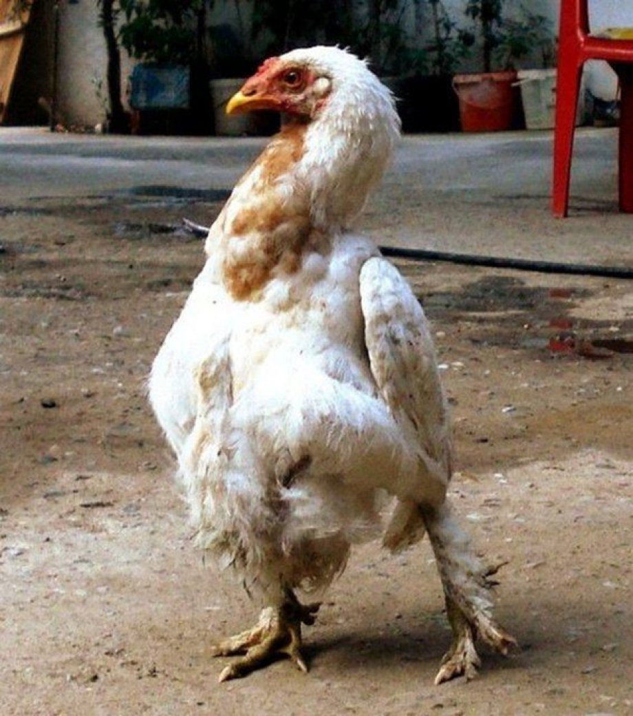 Birbirinden tuhaf hayvanlar