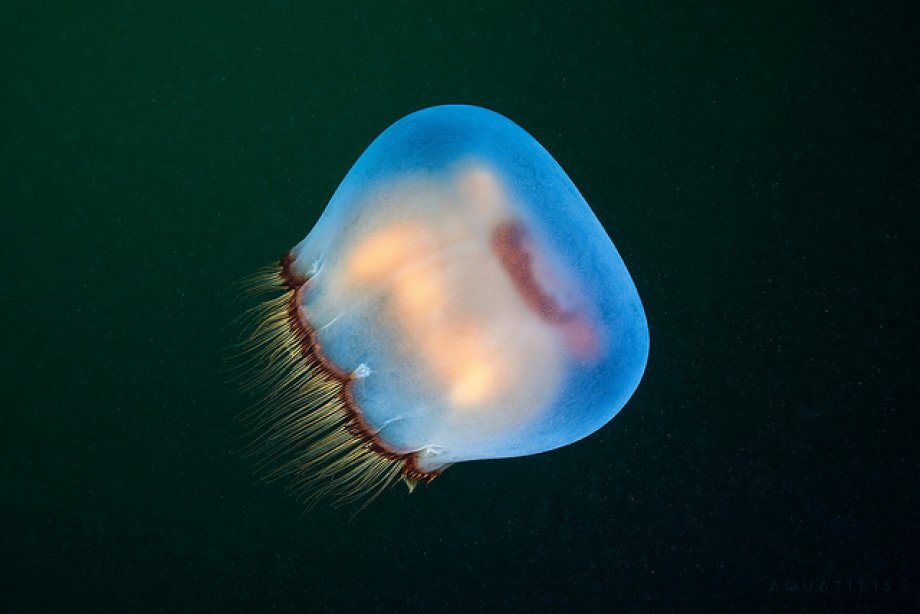 Subhanallah! dedirtecek sualtı çekimleri