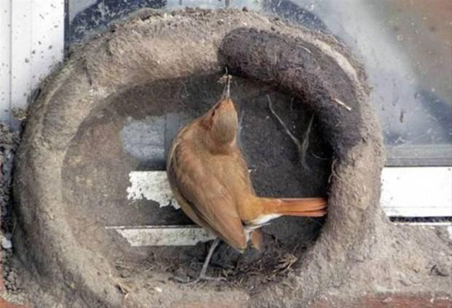 Bakın kuşlar nasıl yuva yapıyor