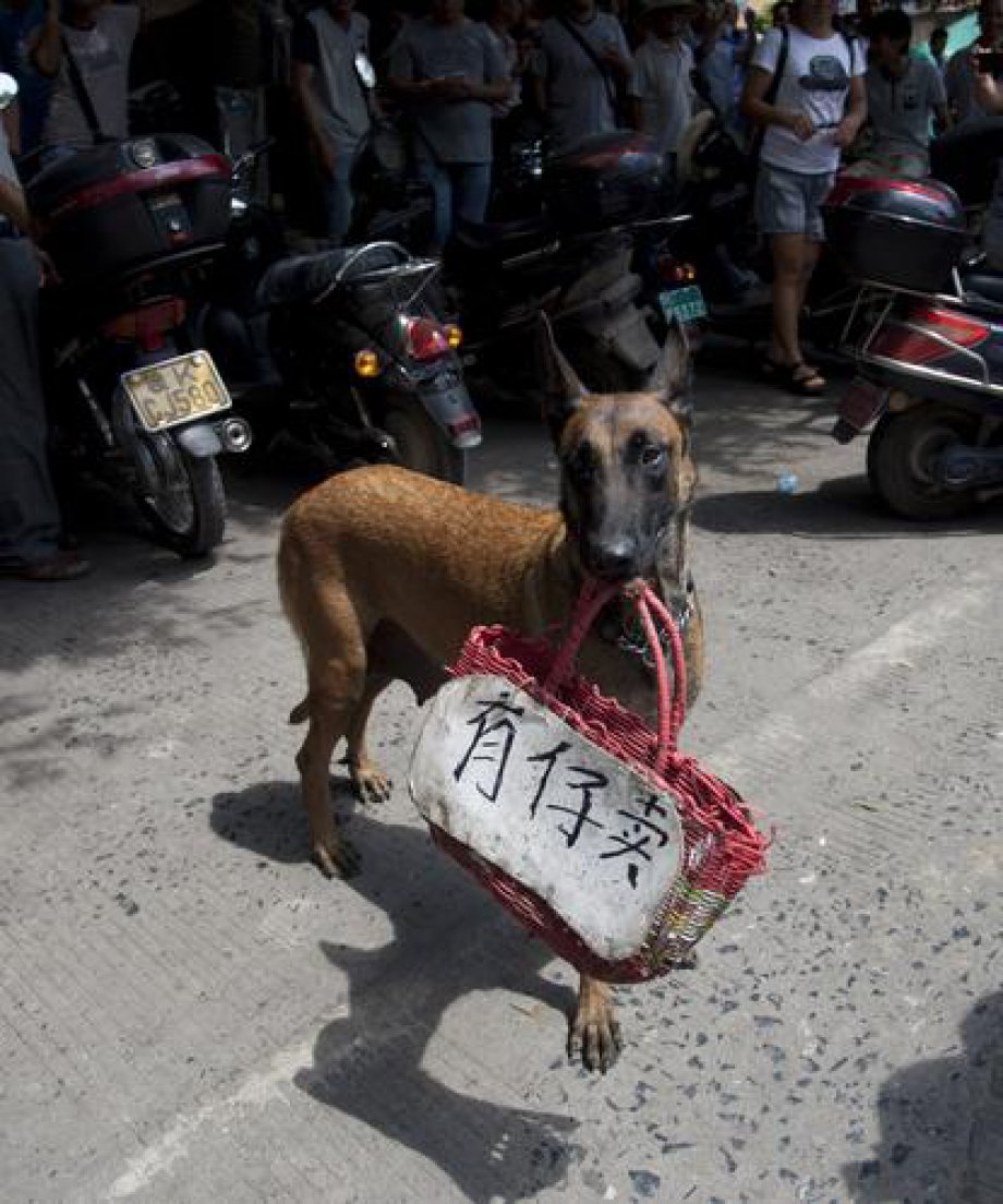 Çin'de Hayvan Katliamı: 40 bin köpek kesildi