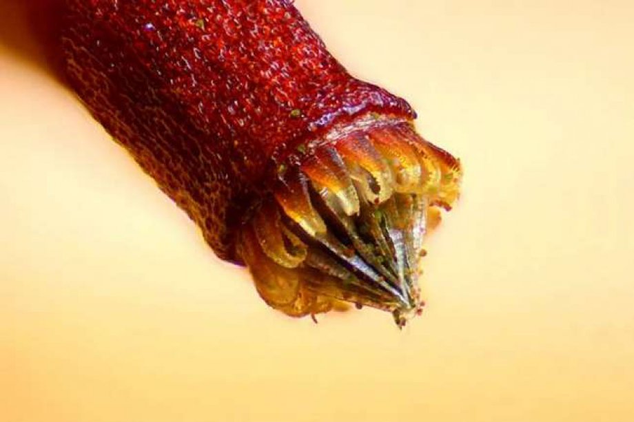 2015 Yılı Mikroskobik Fotoğraf Yarışmasında Dereceye Giren 20 Fotoğraf