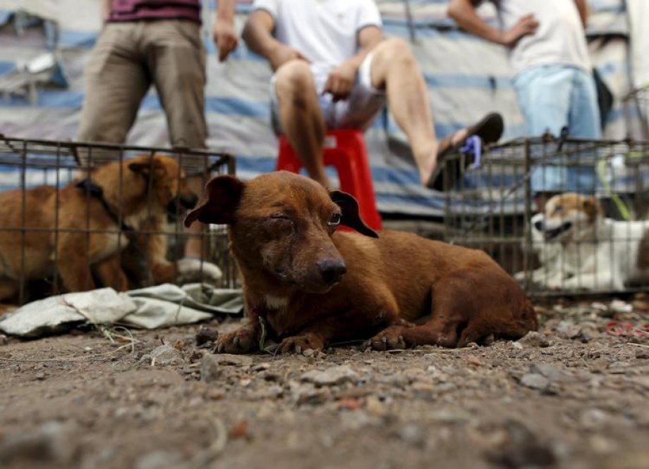 Çin'de Hayvan Katliamı: 40 bin köpek kesildi