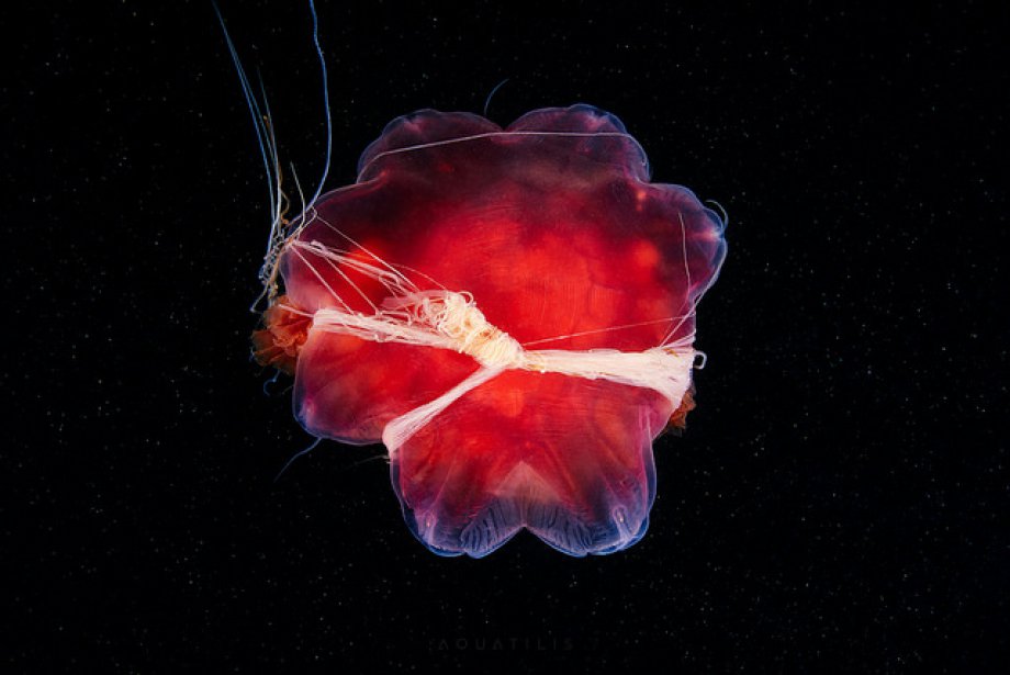Subhanallah! dedirtecek sualtı çekimleri