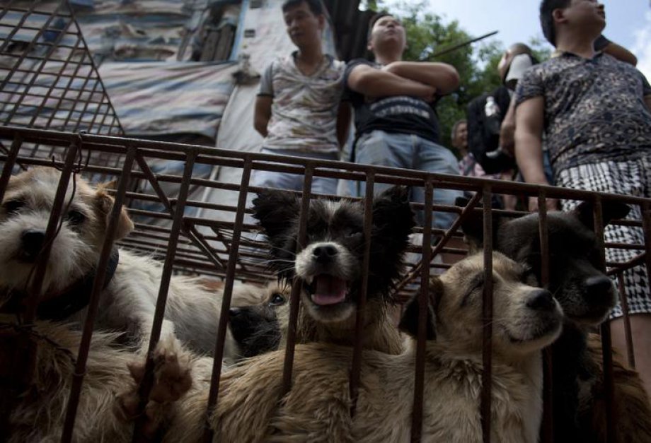 Çin'de Hayvan Katliamı: 40 bin köpek kesildi