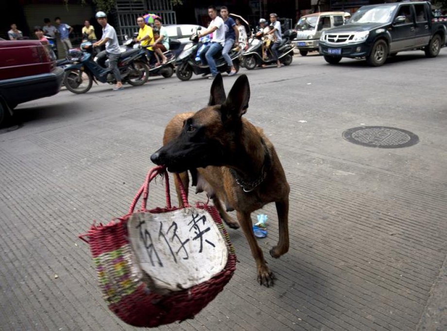 Çin'de Hayvan Katliamı: 40 bin köpek kesildi