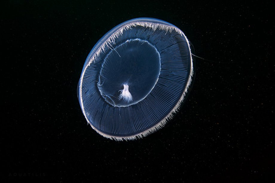Subhanallah! dedirtecek sualtı çekimleri