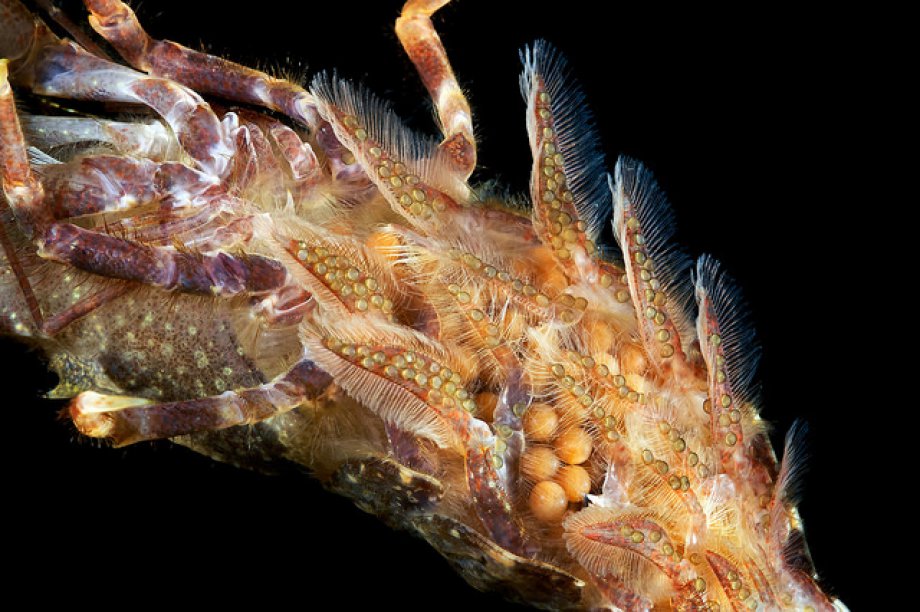 Subhanallah! dedirtecek sualtı çekimleri