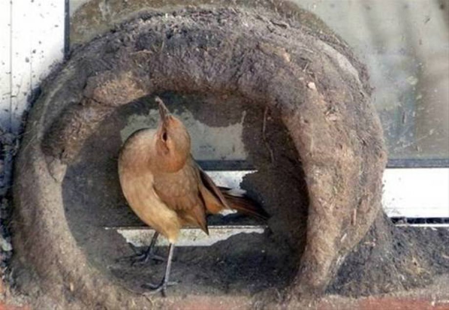 Bakın kuşlar nasıl yuva yapıyor