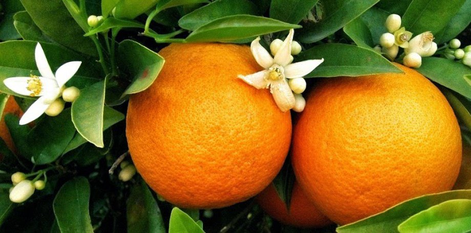 Peygamberimizin Bazı Bitkiler Hakkında Tavsiyeleri