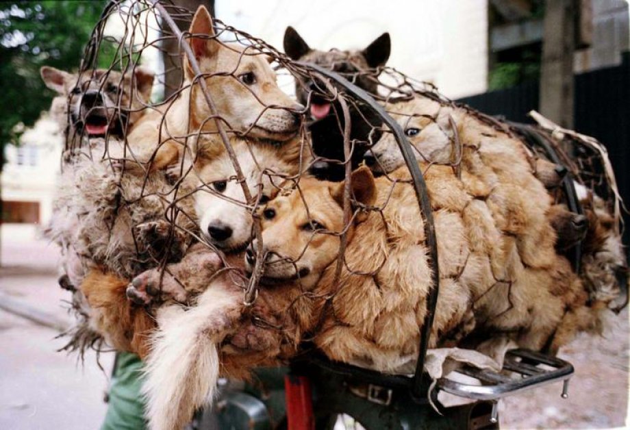 Çin'de Hayvan Katliamı: 40 bin köpek kesildi