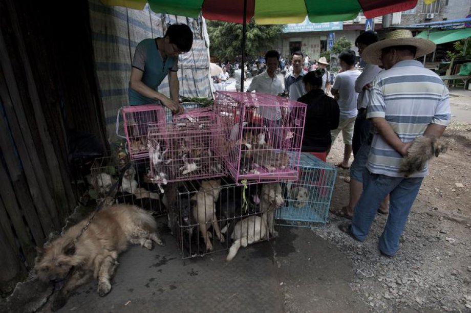 Çin'de Hayvan Katliamı: 40 bin köpek kesildi