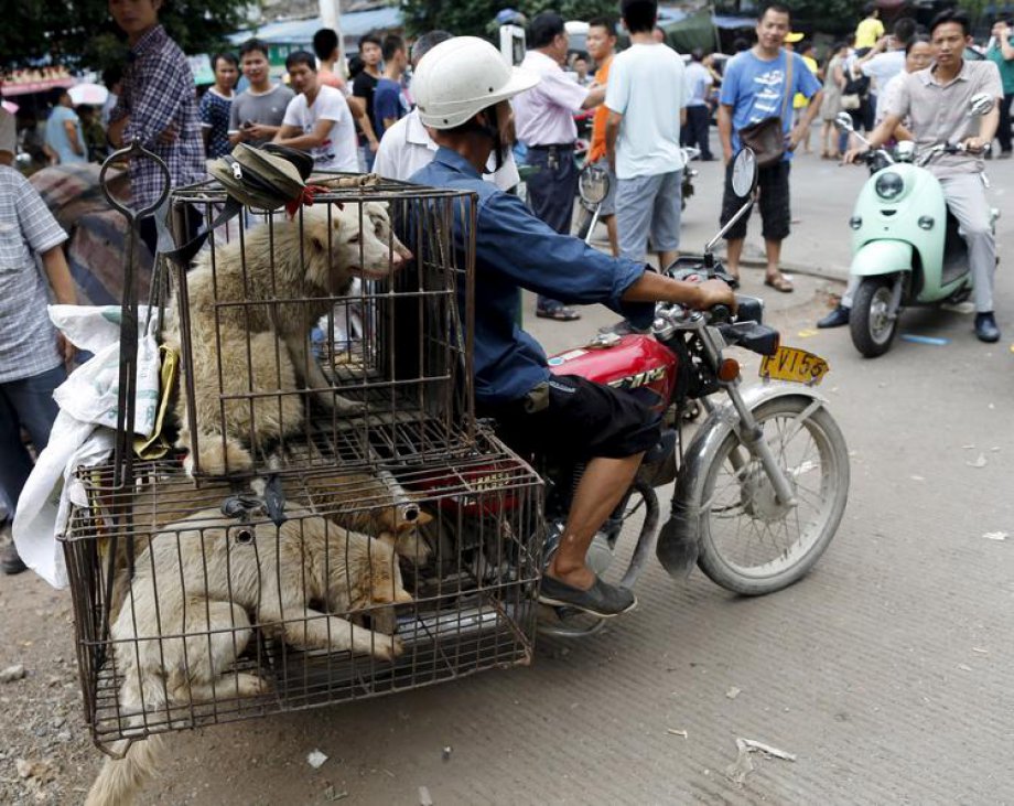 Çin'de Hayvan Katliamı: 40 bin köpek kesildi