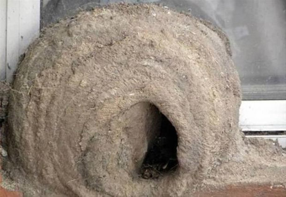 Bakın kuşlar nasıl yuva yapıyor