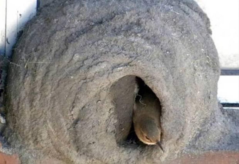 Bakın kuşlar nasıl yuva yapıyor