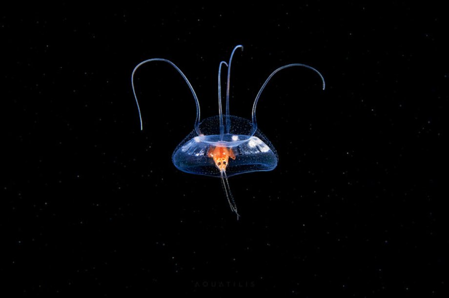 Subhanallah! dedirtecek sualtı çekimleri