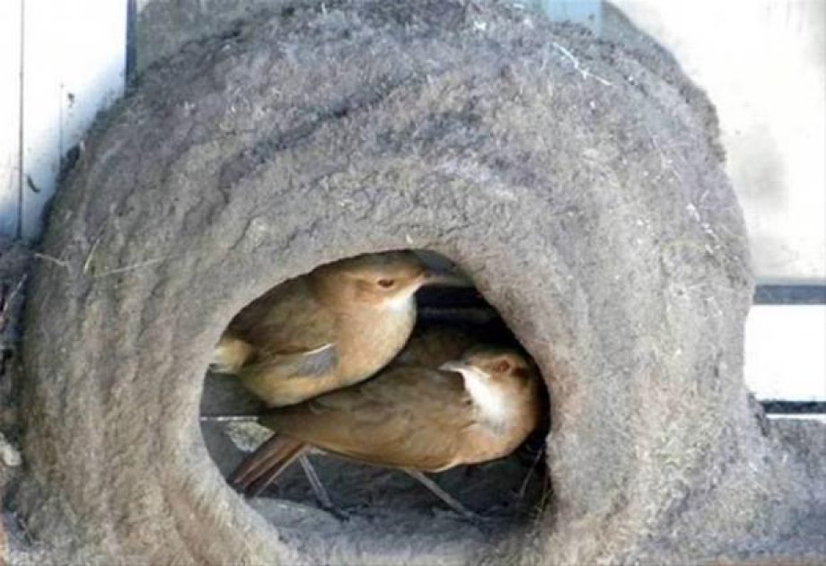 Bakın kuşlar nasıl yuva yapıyor