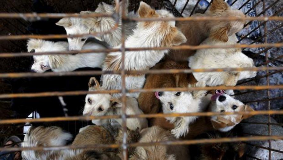 Çin'de Hayvan Katliamı: 40 bin köpek kesildi