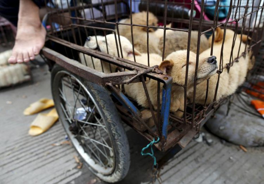 Çin'de Hayvan Katliamı: 40 bin köpek kesildi